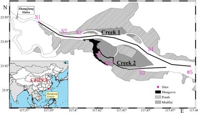 Distribution, Sources, and Biogeochemistry of Carbon Pools (DIC, DOC, and POC) in the Mangrove-Fringed Zhangjiang Estuary, China